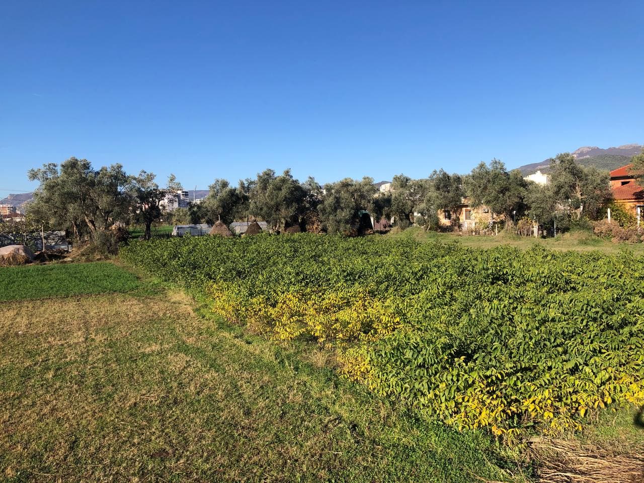 SHITET TOKE , ne Belebe Kraste