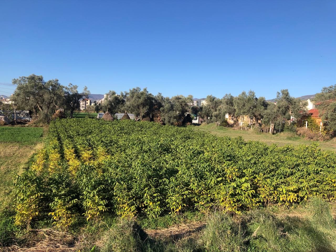 SHITET TOKE , ne Belebe Kraste